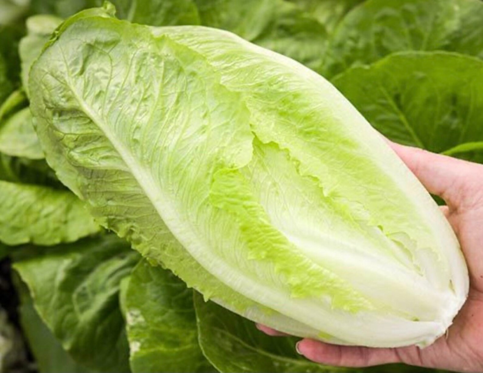 Paris Island Romaine Lettuce